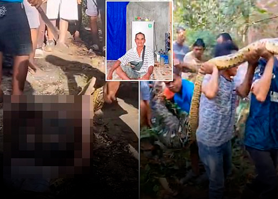 FUERTE VIDEO: Enorme pitón devora a un granjero