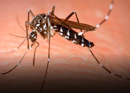 Detectan un brote de fiebre chikunguña en el sureste de China, con casi 500 casos