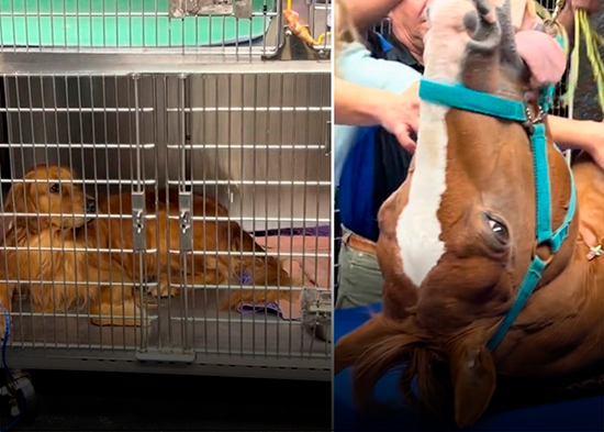 VIDEO: La reacción de un perro al ver a un nuevo paciente en el veterinario no tiene precio