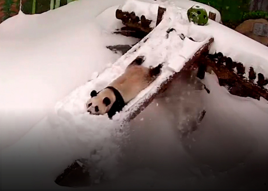 VIDEO adorable: Panda juega con la nieve en el zoo de Moscú