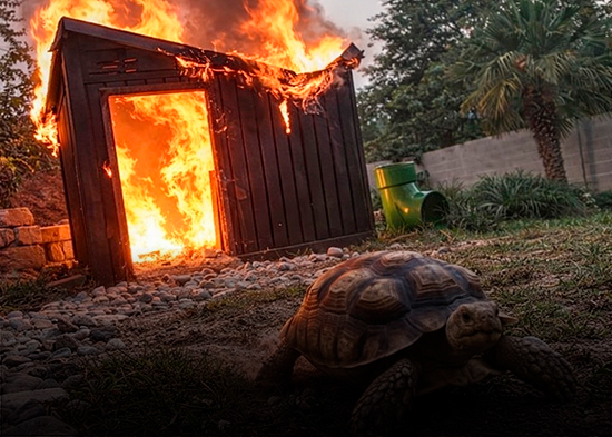 VIDEO: Tortuga escapa por los pelos de su cabaña en llamas