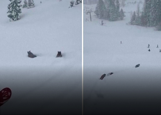 Osos irrumpen en una pista de esquí y corren a toda velocidad entre los esquiadores
