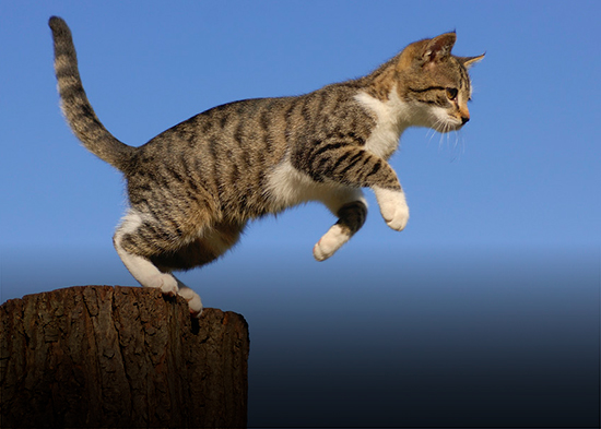 Gato rebelde que cruza ilegalmente la frontera entre Canadá y EE.UU. se convierte en leyenda local